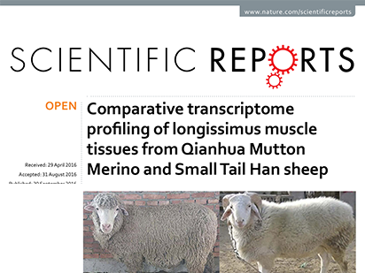 Sun L, et al. Comparative transcriptome profiling of longissimus muscle tissues from Qianhua Mutton Merino and Small Tail Han sheep. Sci Rep.?2016 Sep 20;6:33586. (IF=5.578)