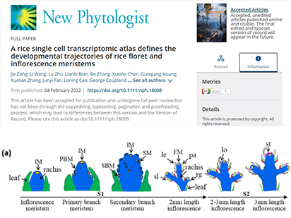 2022開年第一彈！\\從分析視角帶你了解烈冰一作水稻花序單細(xì)胞文章