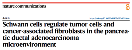 【Nature Communications IF 17.694】烈冰助力瑞金醫(yī)院團隊解析施旺細胞調(diào)控胰腺癌機制!